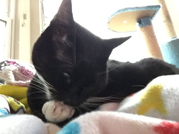 Crickets Infinity Scarf 3